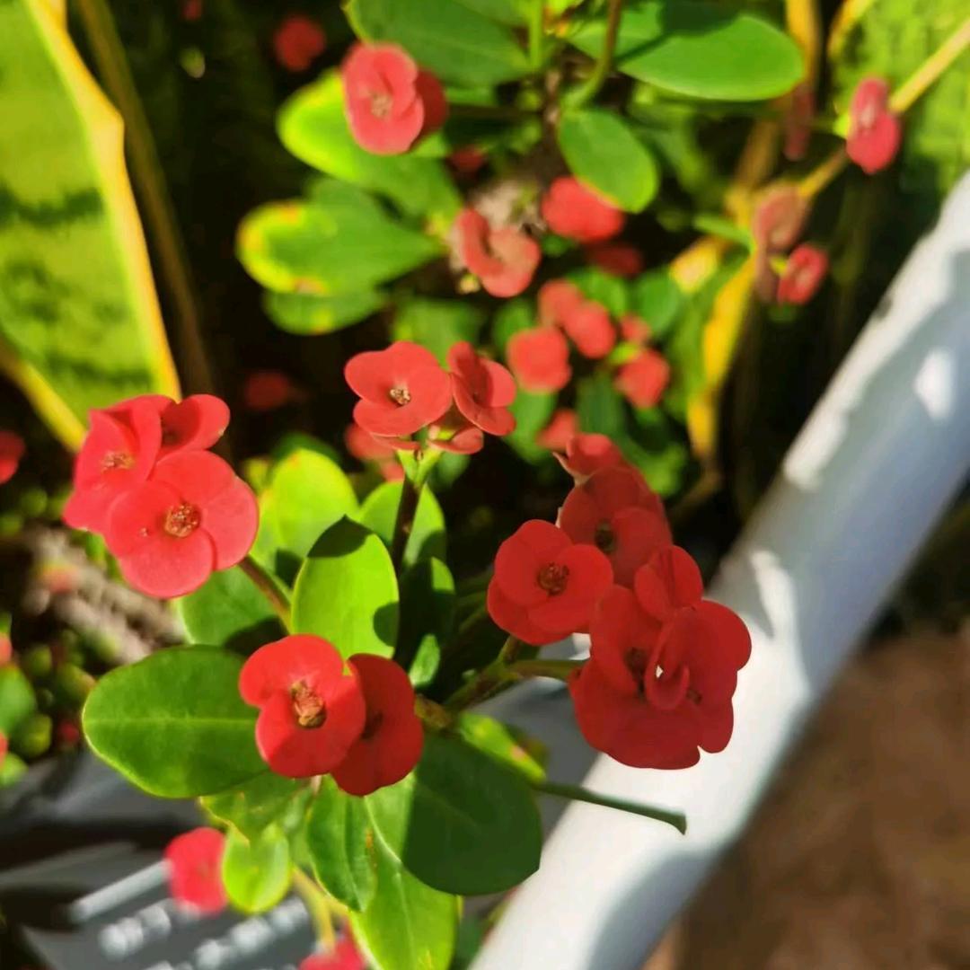 红莲
