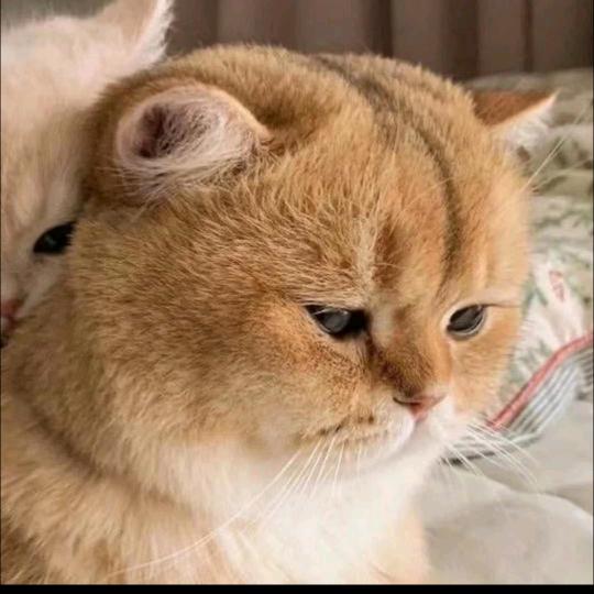 姐就是你的王