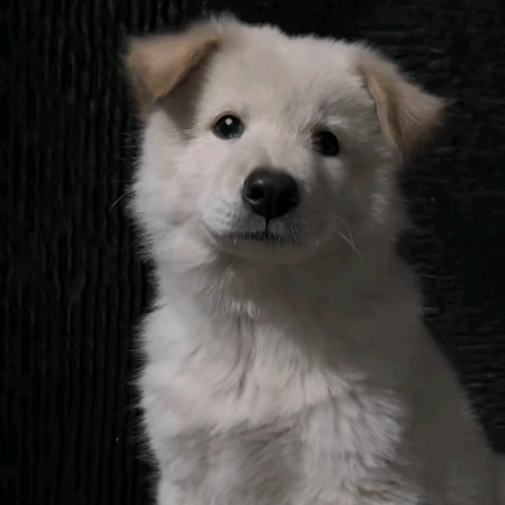 白狗日记