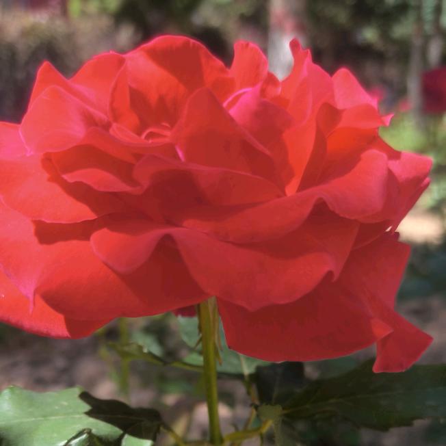 嘻🍀平安喜乐🌹嘻