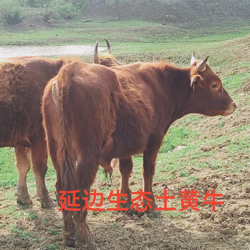 延边土黄牛生态牧场