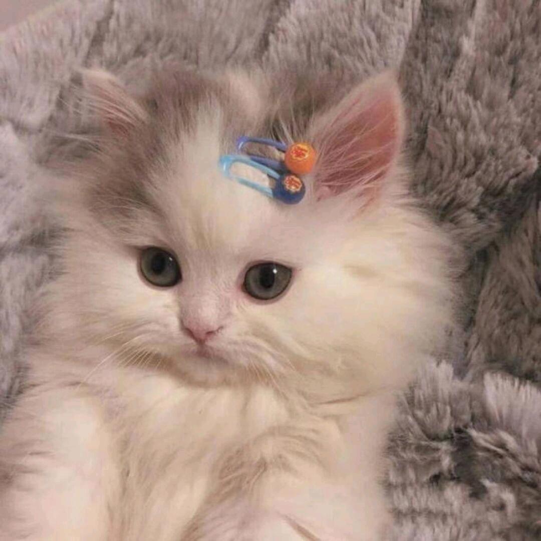 心迹.