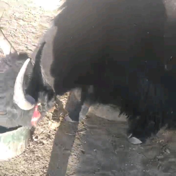 萌萌眼