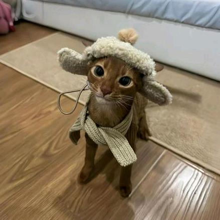 猫猫头⁵⁷¹