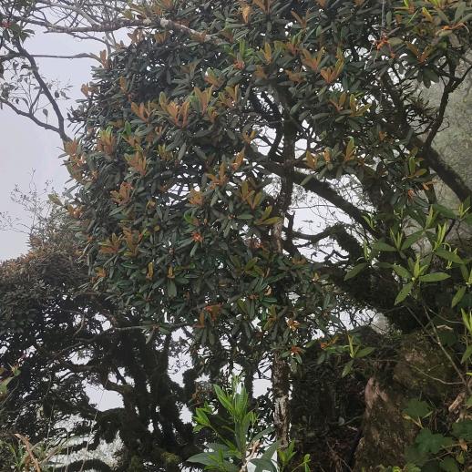 英英