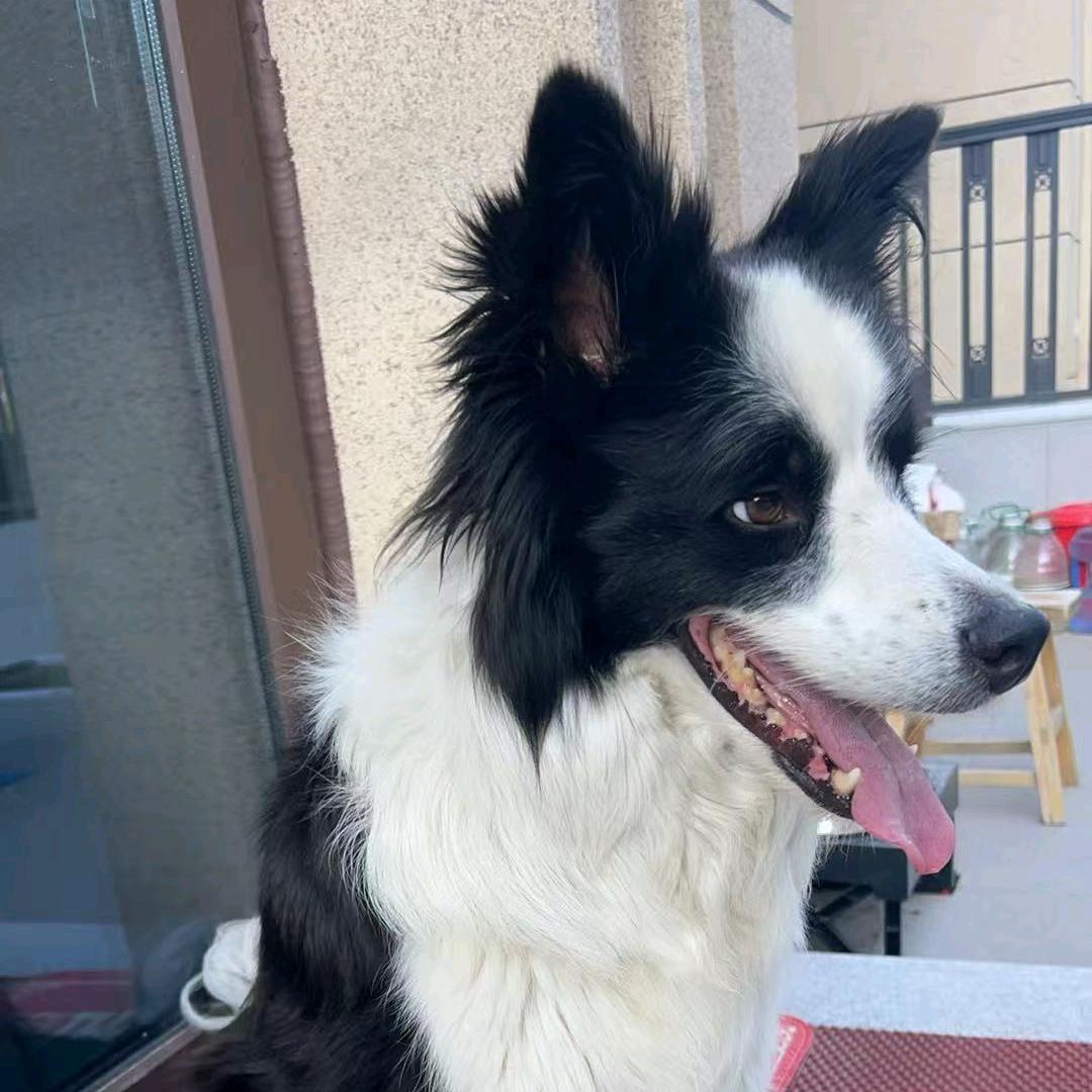 杜克大学野生球探