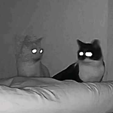 🐱安仔与展昭🐱