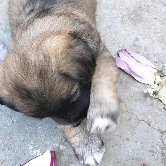 又摘莲花换酒钱