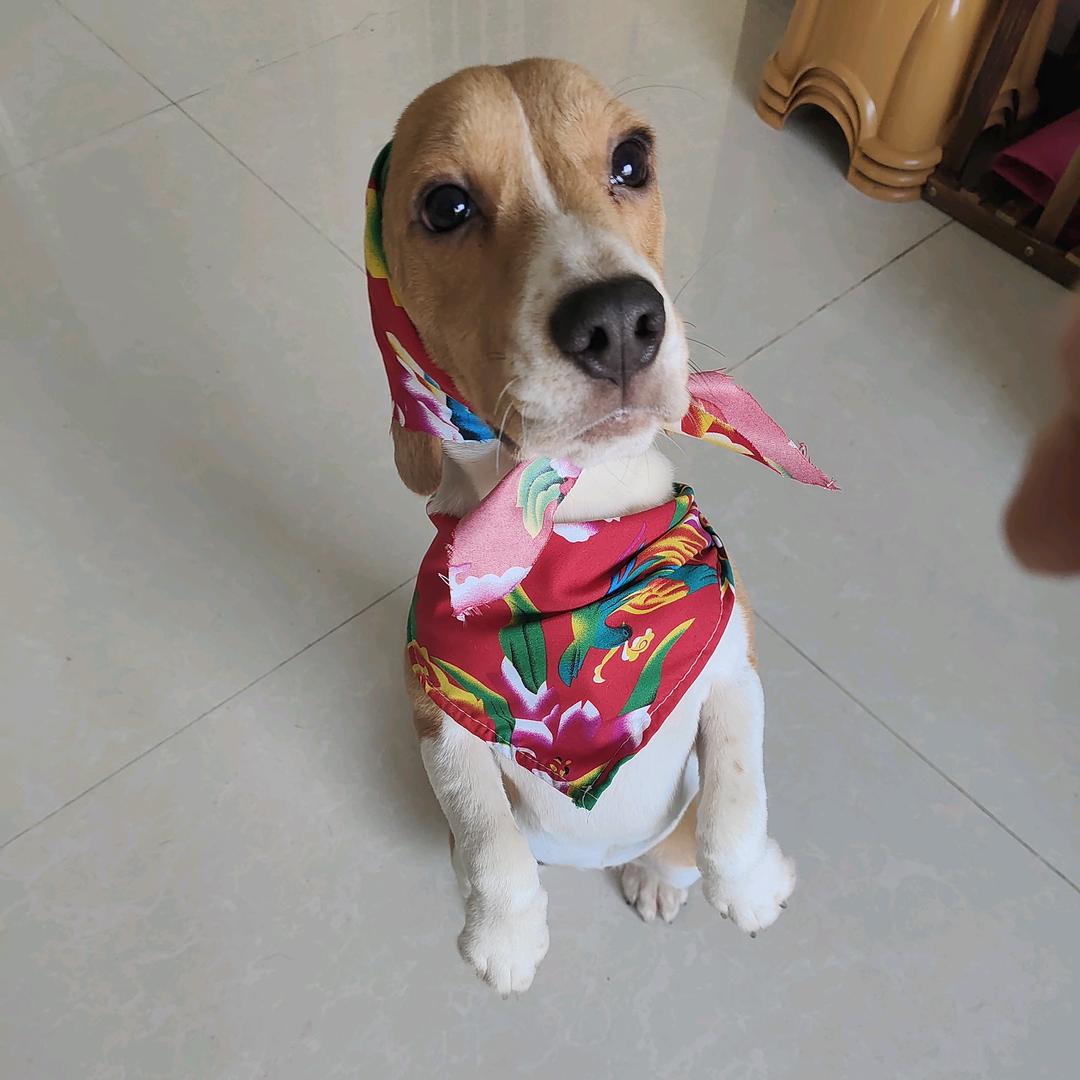 李秘书,比格犬业