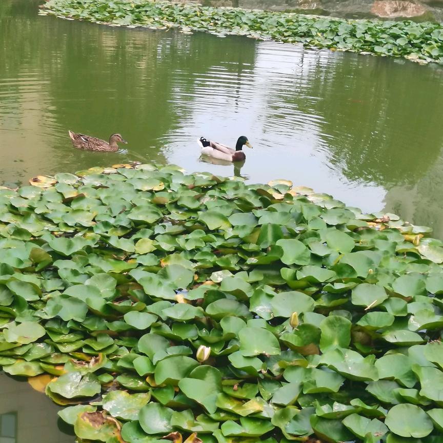 曾曾日上
