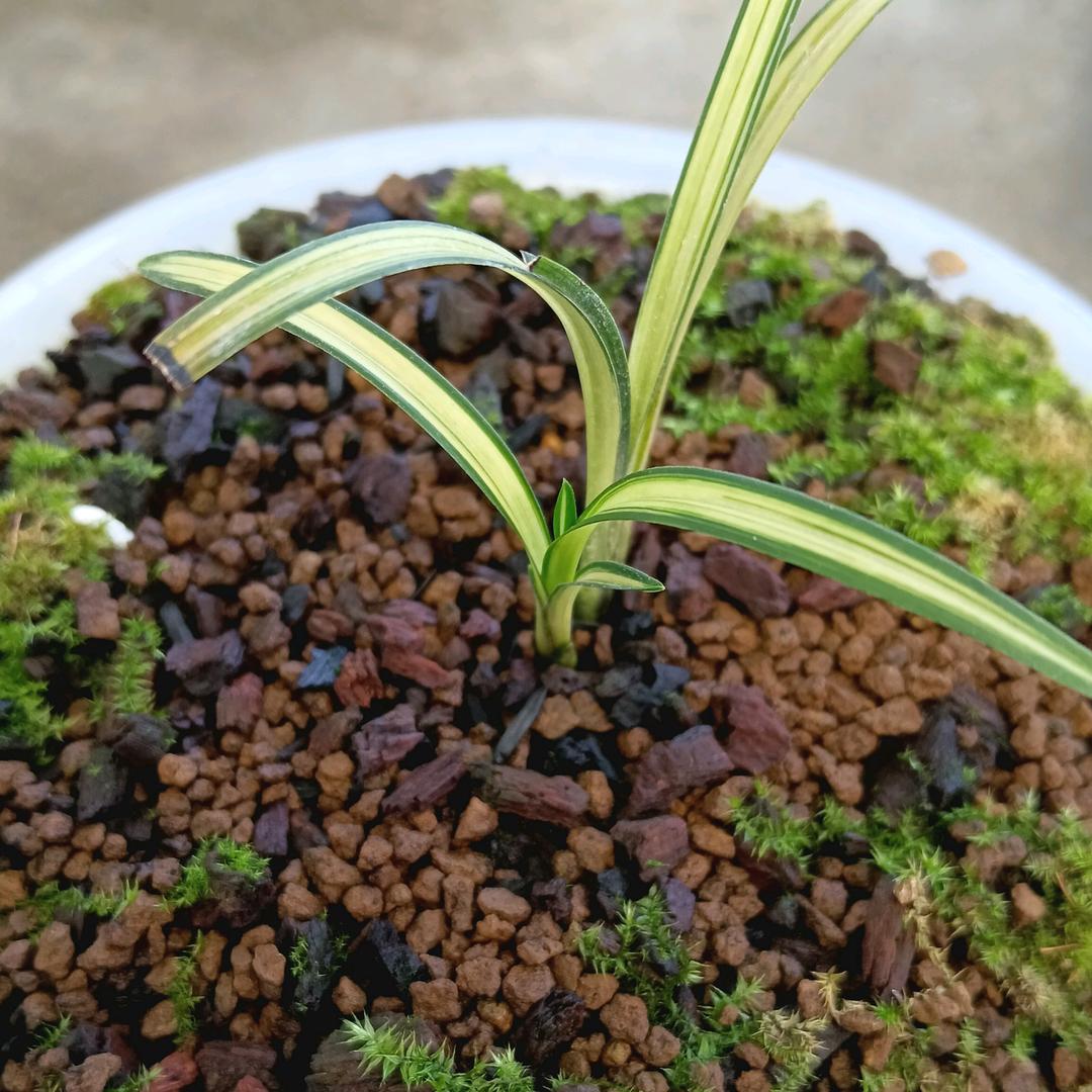 好人一生平安兰花