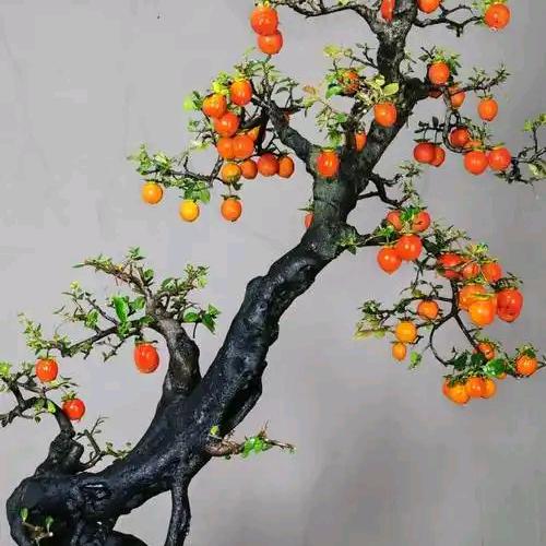 灌木金弹子。