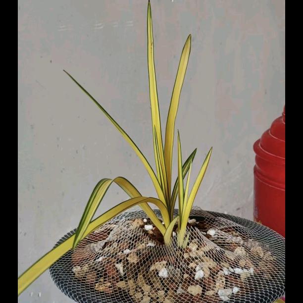 洗脚水好苦
