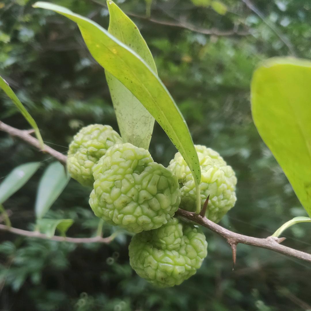 草上飛