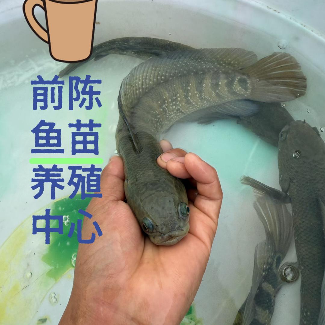 瓮安前陈鱼苗养殖