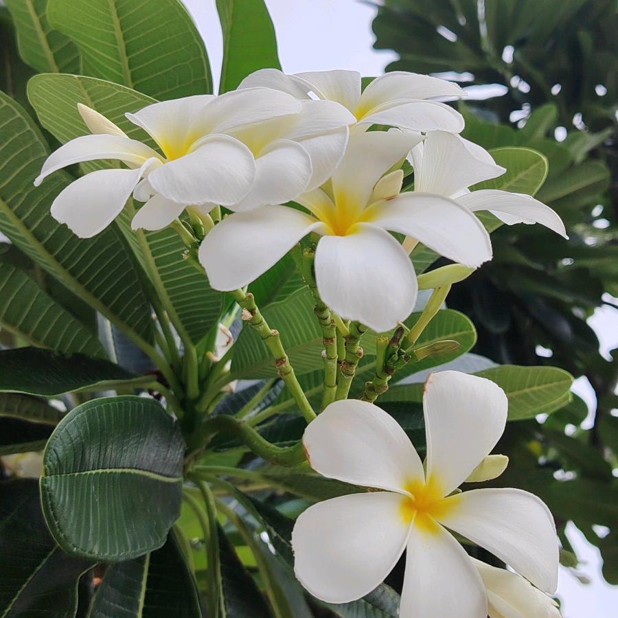 木槿