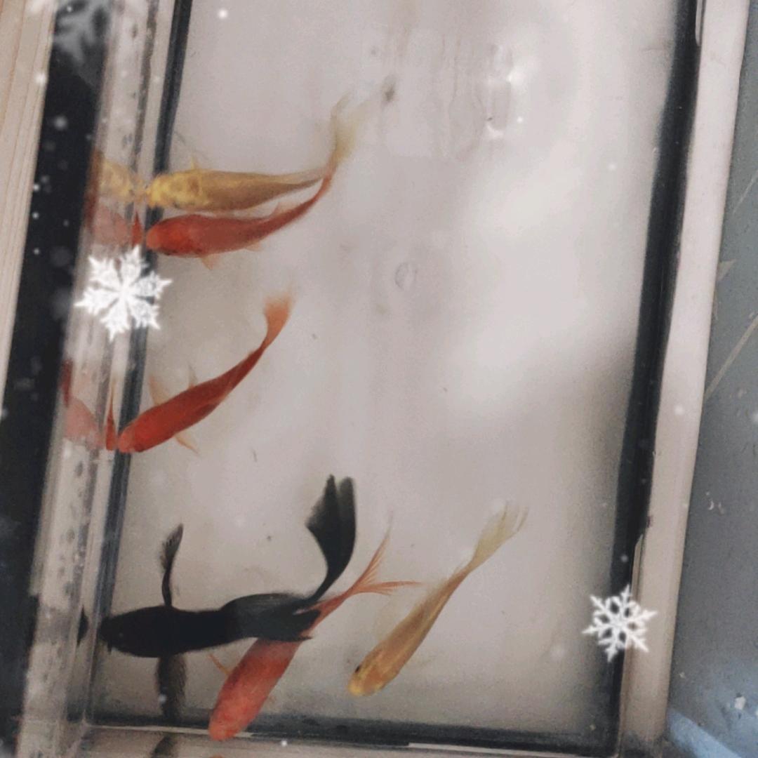 小金鱼锦鲤。