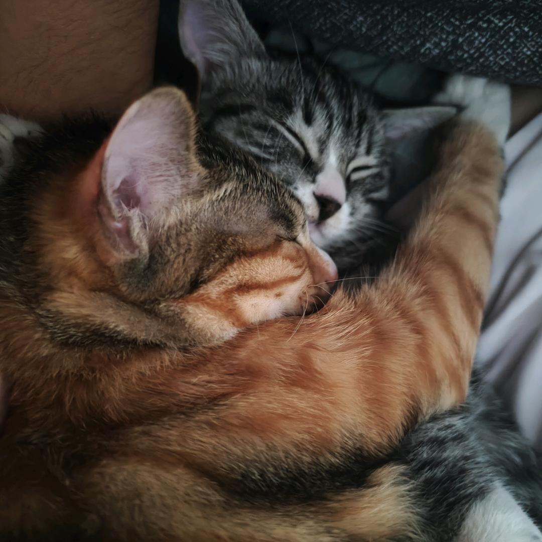 肥鸽小哭包（三角洲行动）