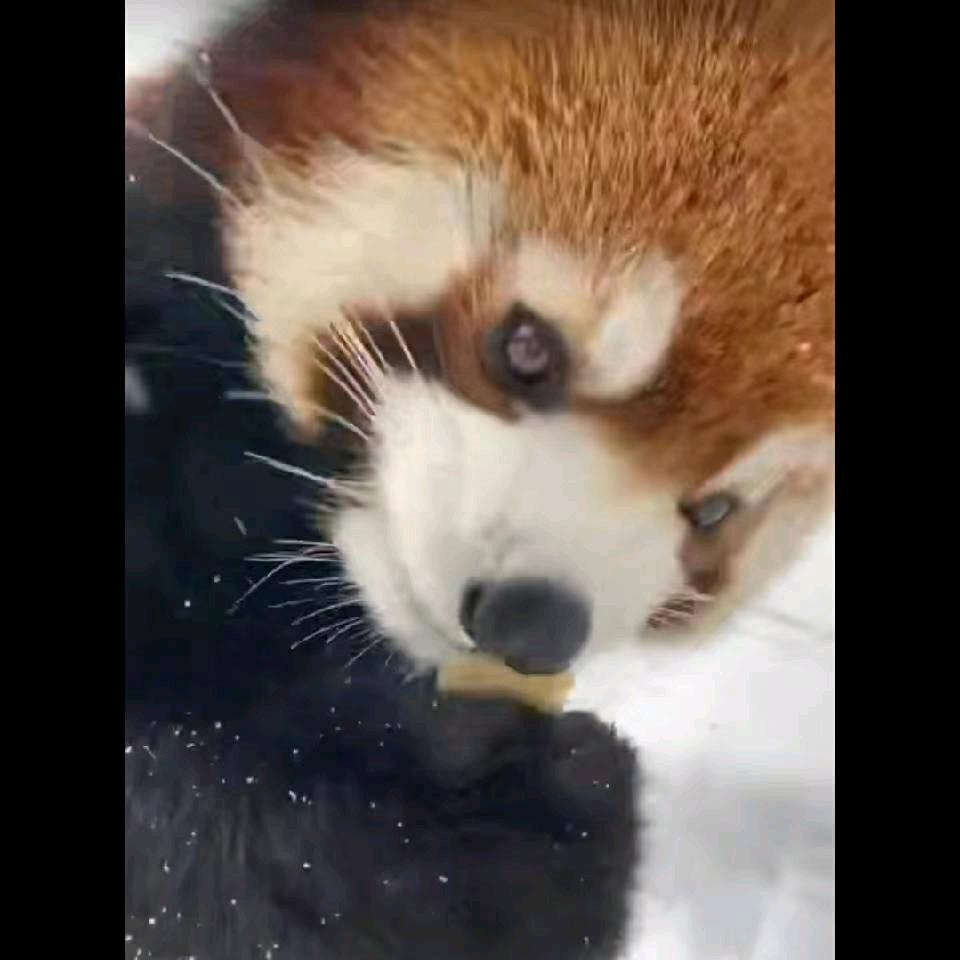 椒盐烧饼