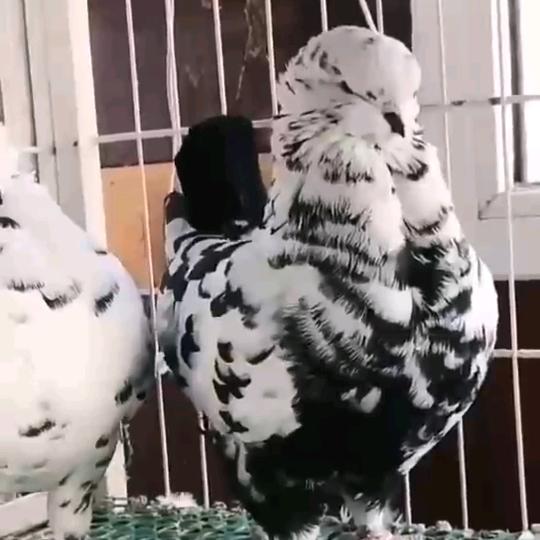 李波宠物鸽