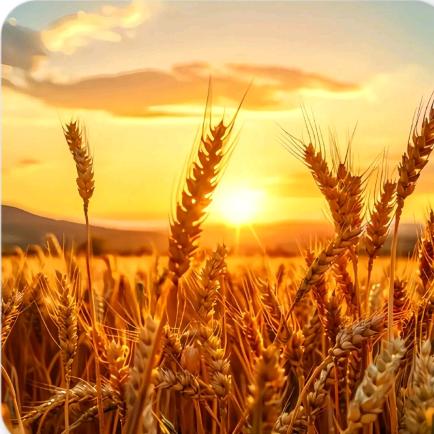 一招半式闯江湖