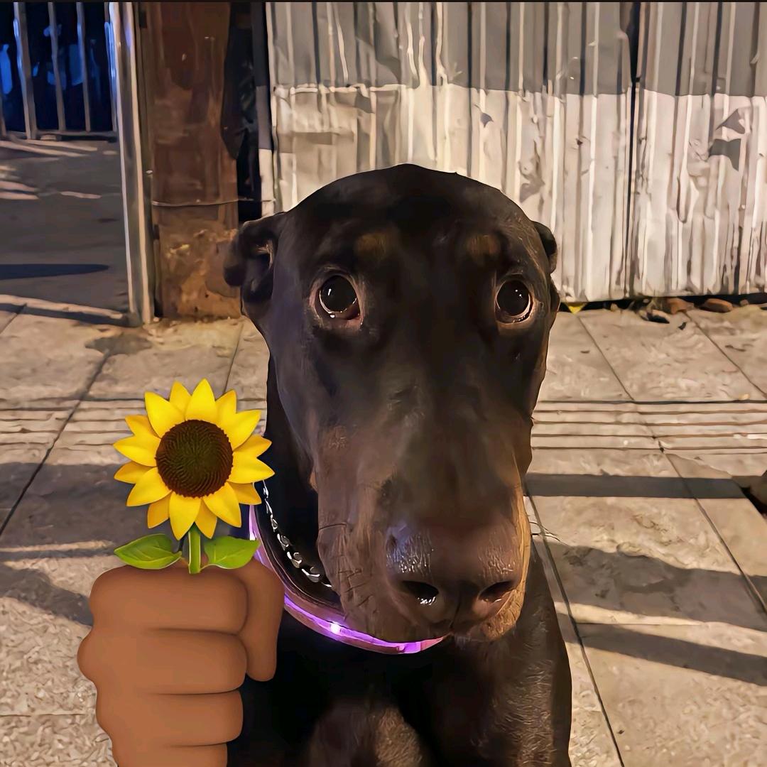 布拉德拉布拉多