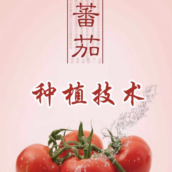 大番茄和小番茄