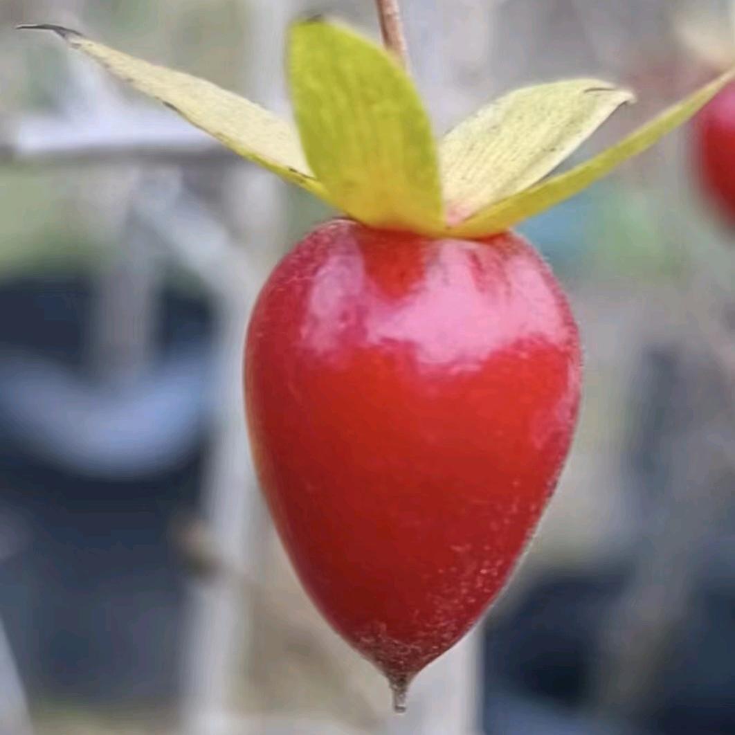 爆米花金弹子 提司腰牌