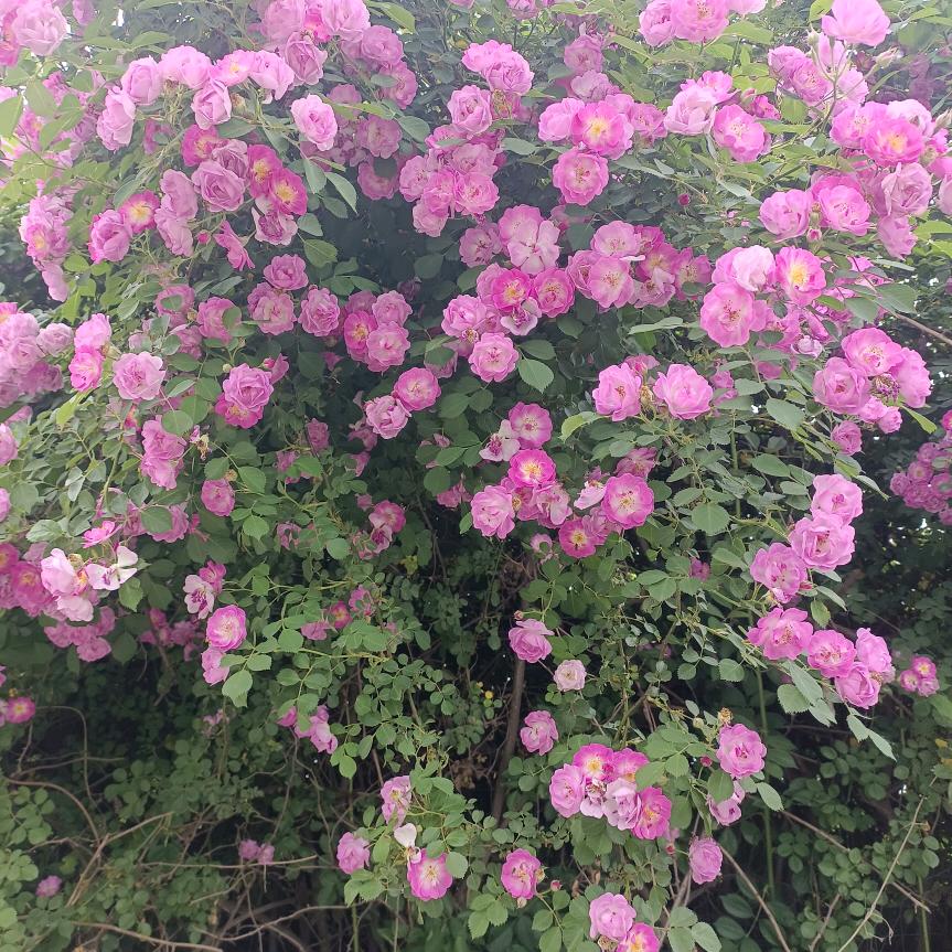 ໑ຼₒ₂₃ღ᭄岁月静好🕊꧔ꦿ᭄💞