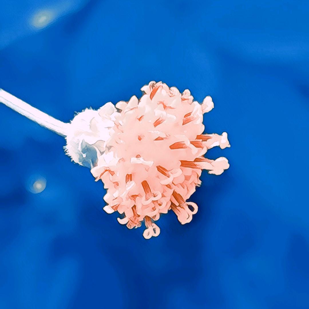 💜心有独钟🐳