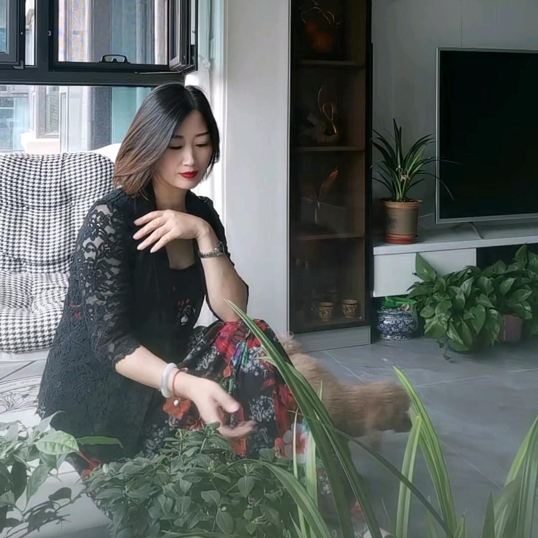 梧桐思语