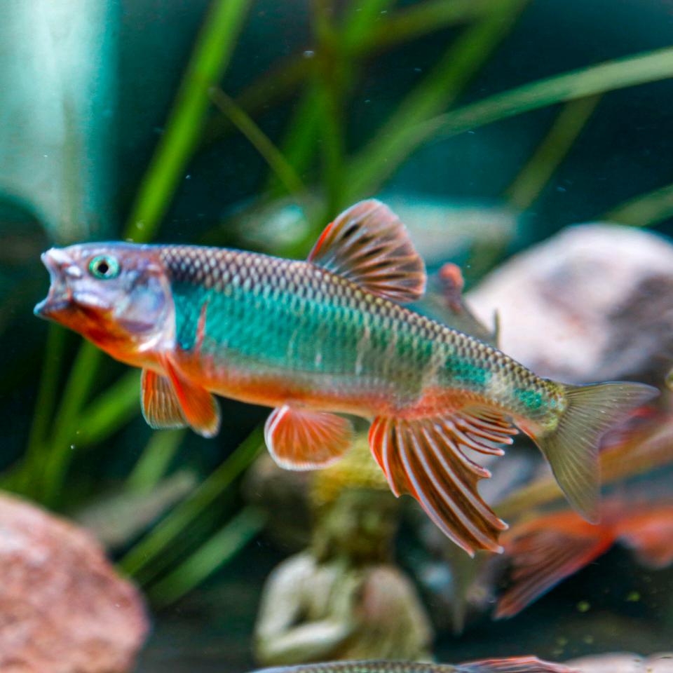 雷辕六安宽鳍鱲