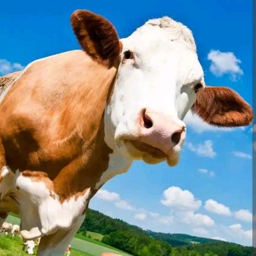 荣小兴自养公牛肉