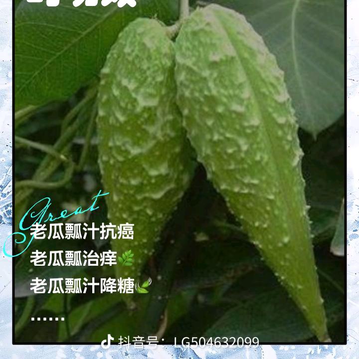 一片孤叶