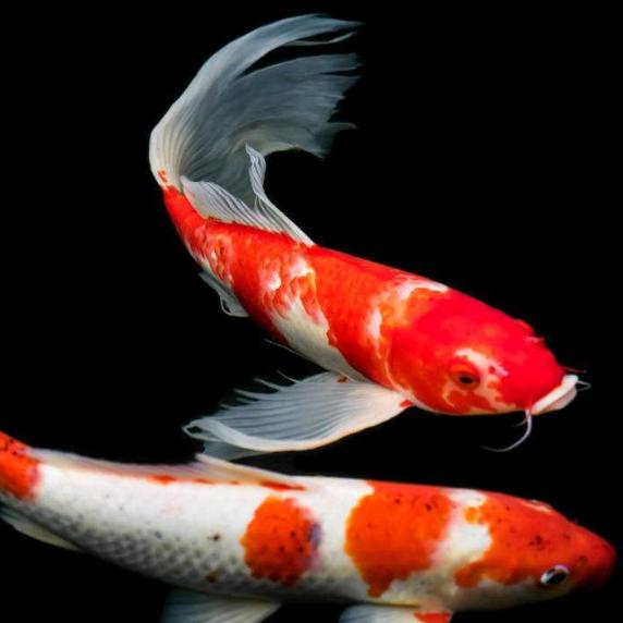 ℒᎭℯ⃝心蔴辣♡❣🐟小❦❧鱼干ℒᎭℯ