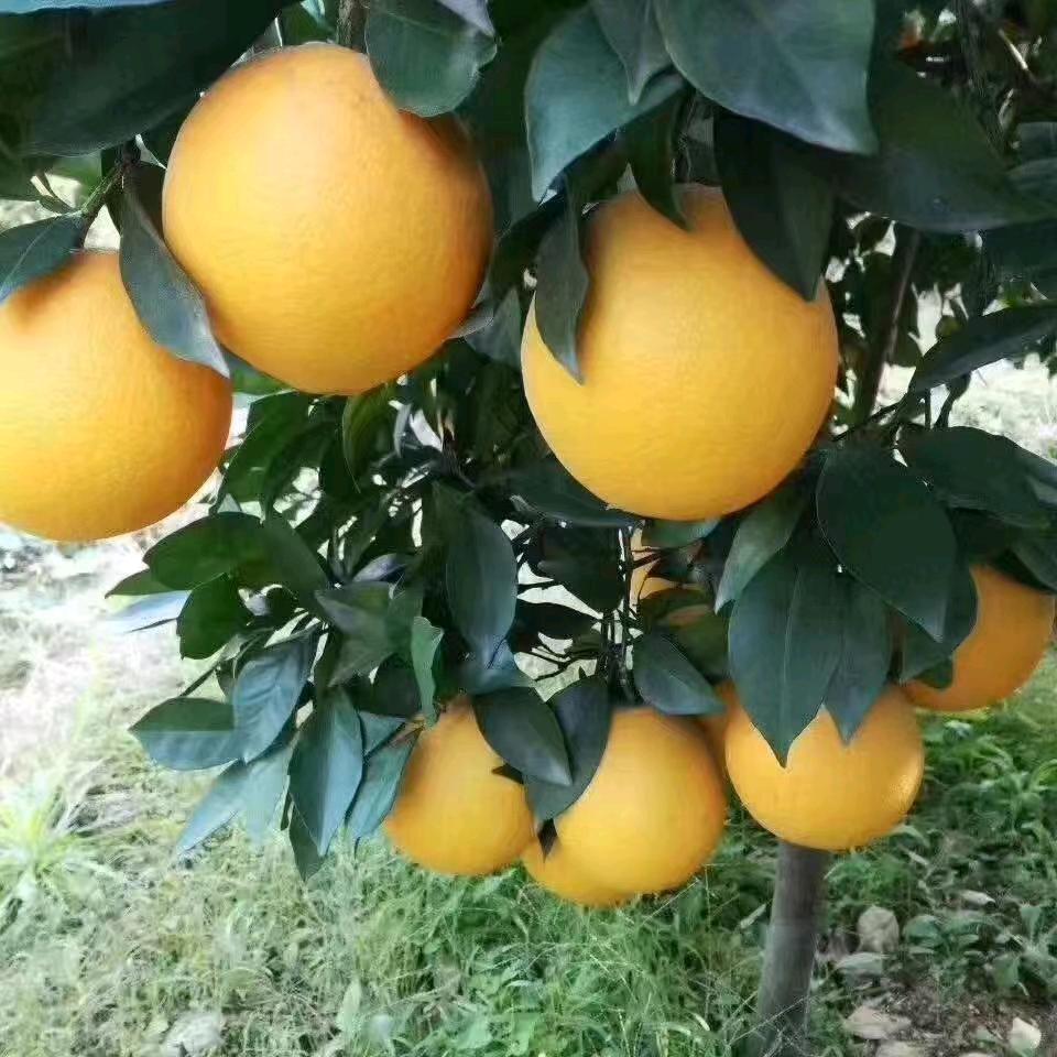 ₁̶5̶₃̶2̶₁̶0̶₄̶佳佳