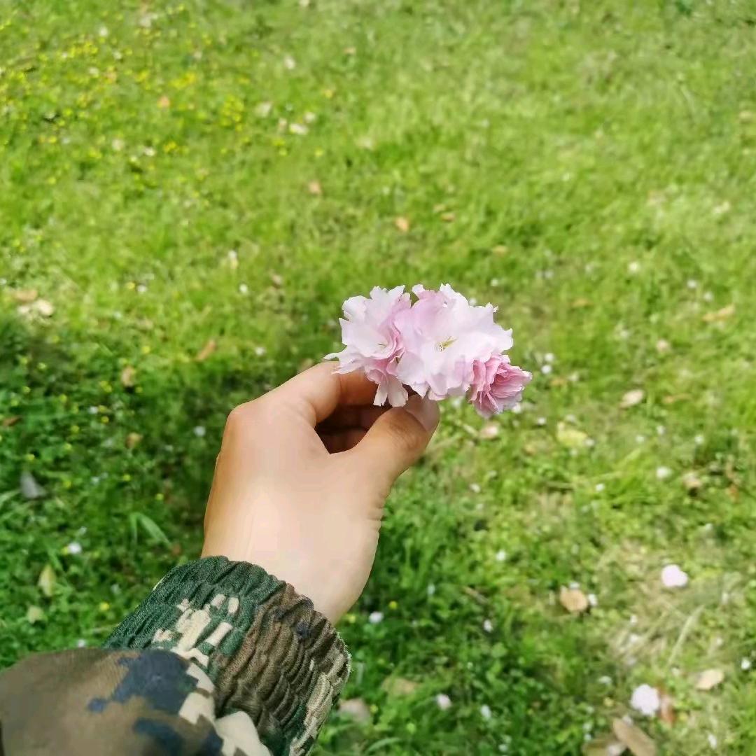 阿萍