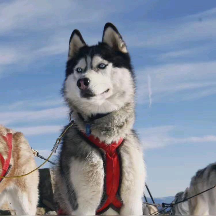 莫欺少年一时穷