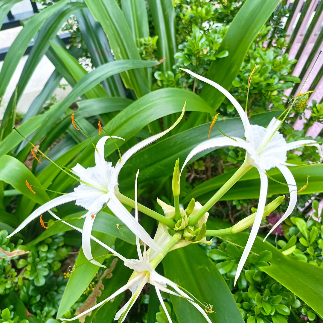 小黄豆