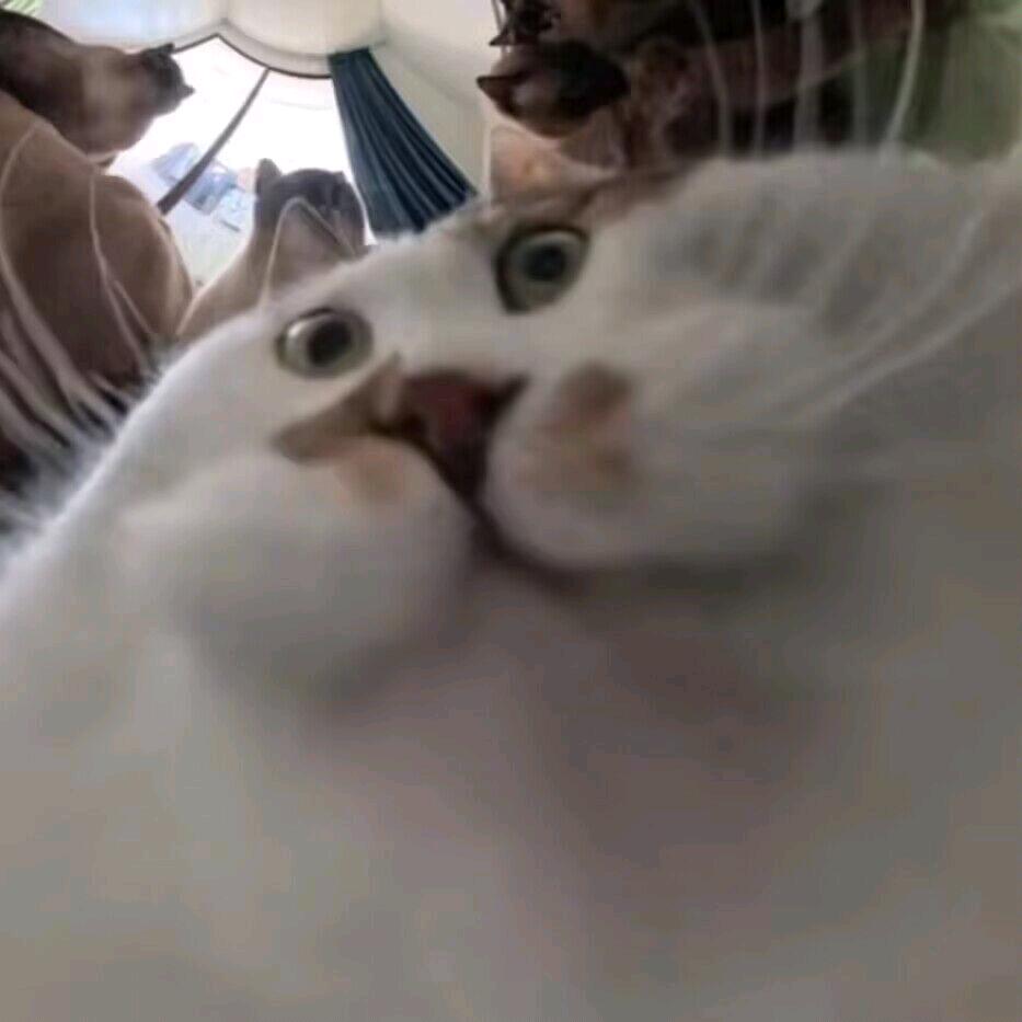 求求别偷吃我的拼好饭🫣