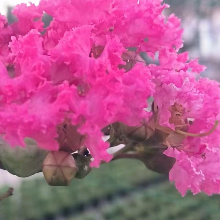 保蜜