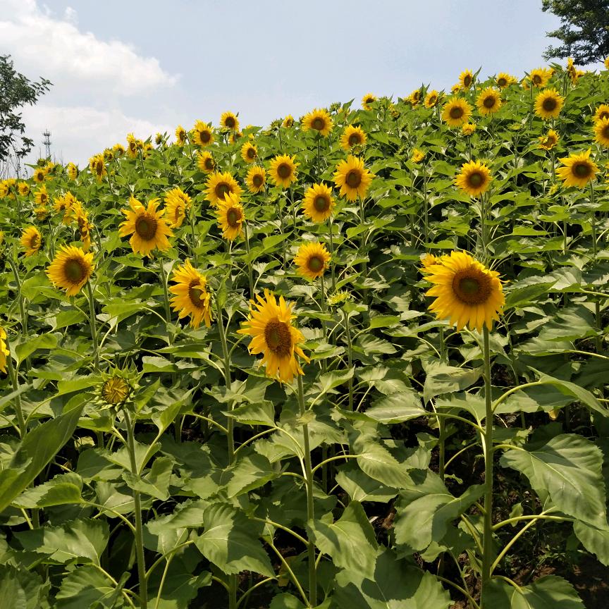 🦋迷失的蝴蝶🦋