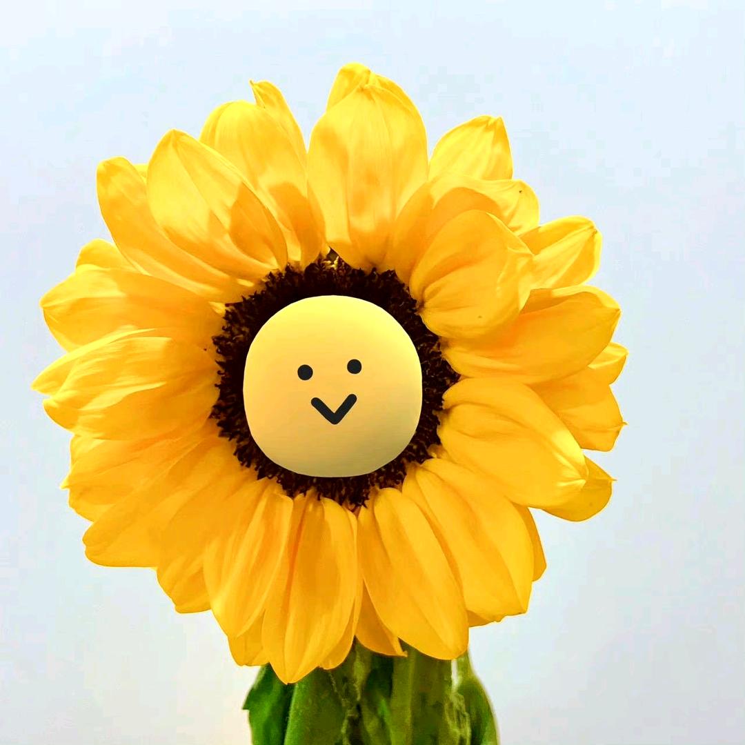 森林迷鹿（橱窗好物）