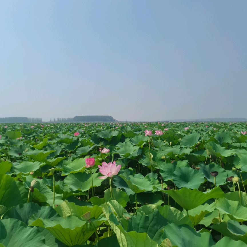 秸秆小王子