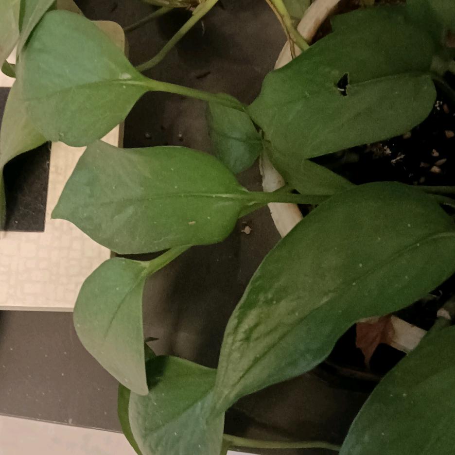 花梅带你吃喝玩