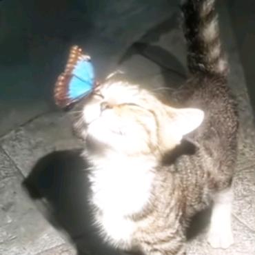 快乐星猫