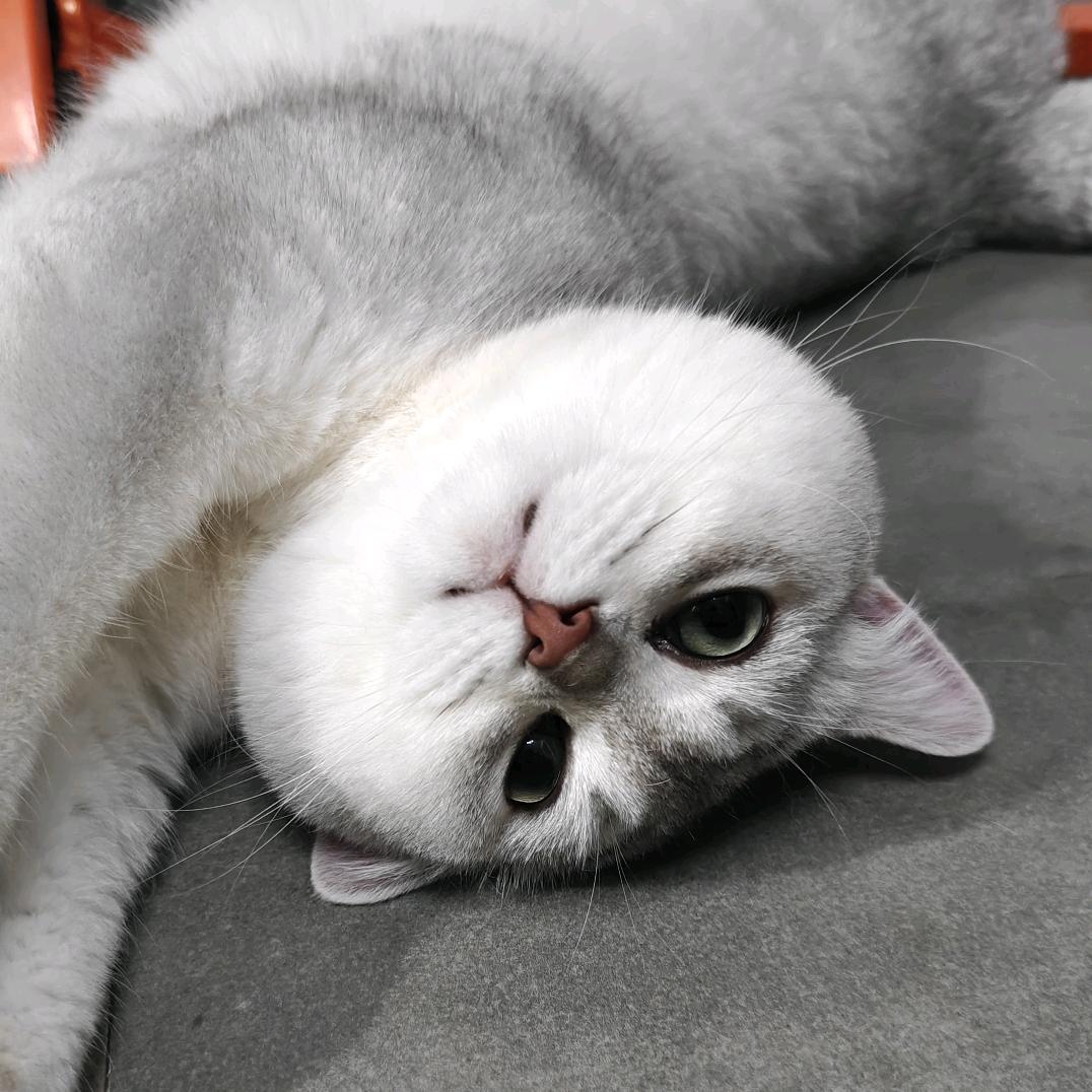 唯唯诺诺咪咪兄