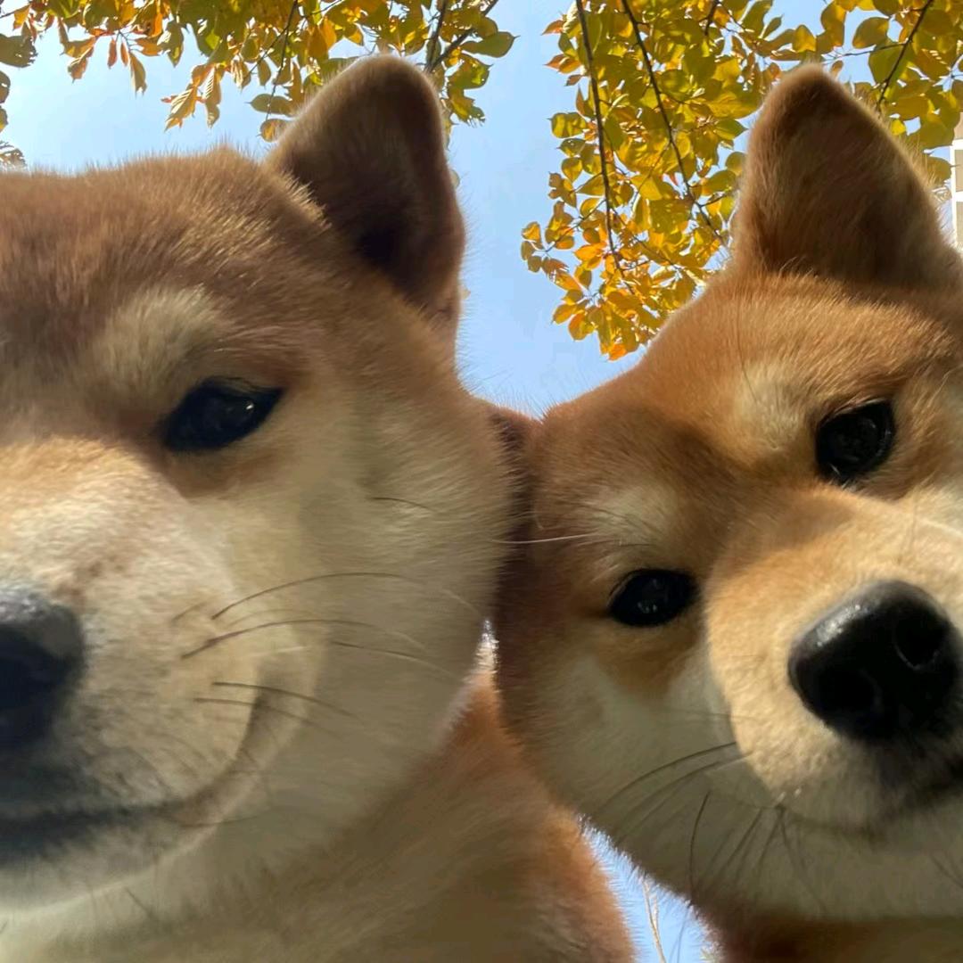 叙永樊振东