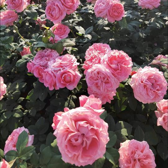 蜜蜜～爱追剧