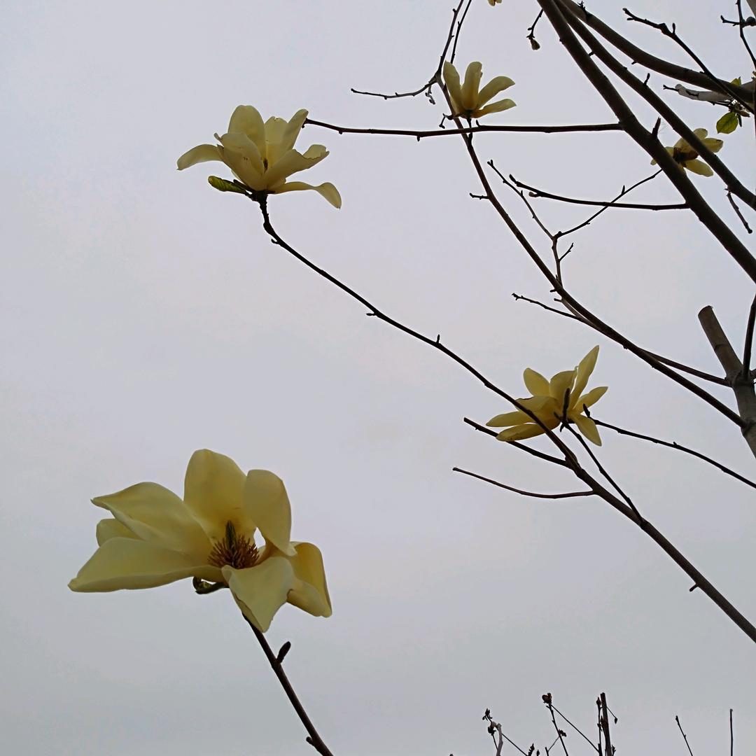 迟（我姓迟）